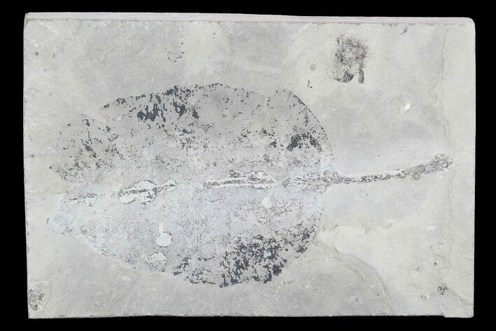 Fossil Leaf - Green River Formation, Utah #99722